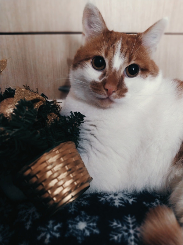 9B27AA43-431C-4F67-9B0A-81FF044CF7DE