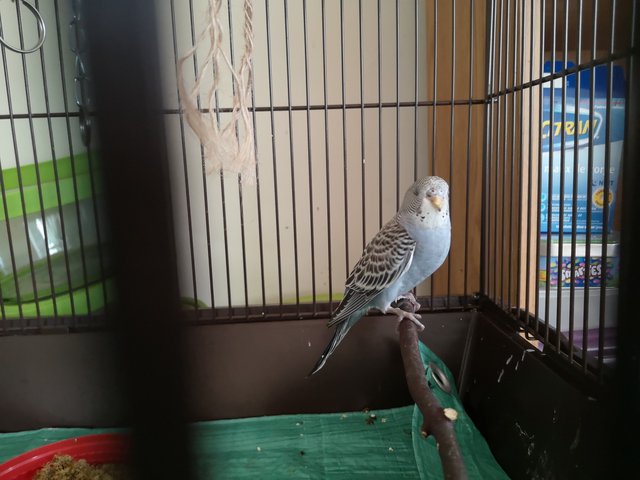 [Image: IMG-20200927-110939-resized-20200930-065716922-1.jpg]