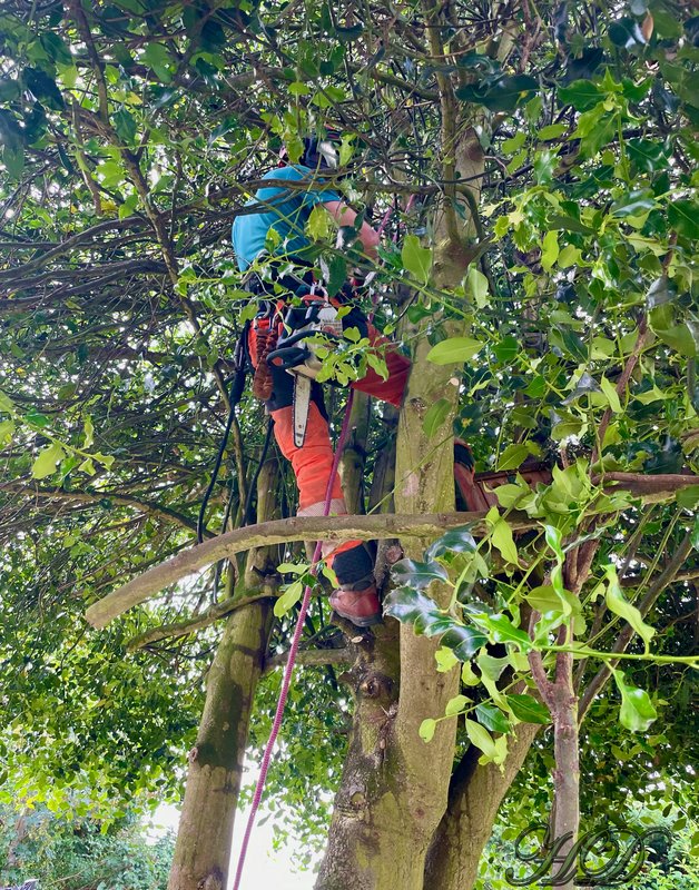 lumberjack-tree.jpg