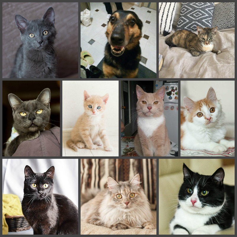 новый коллаж4