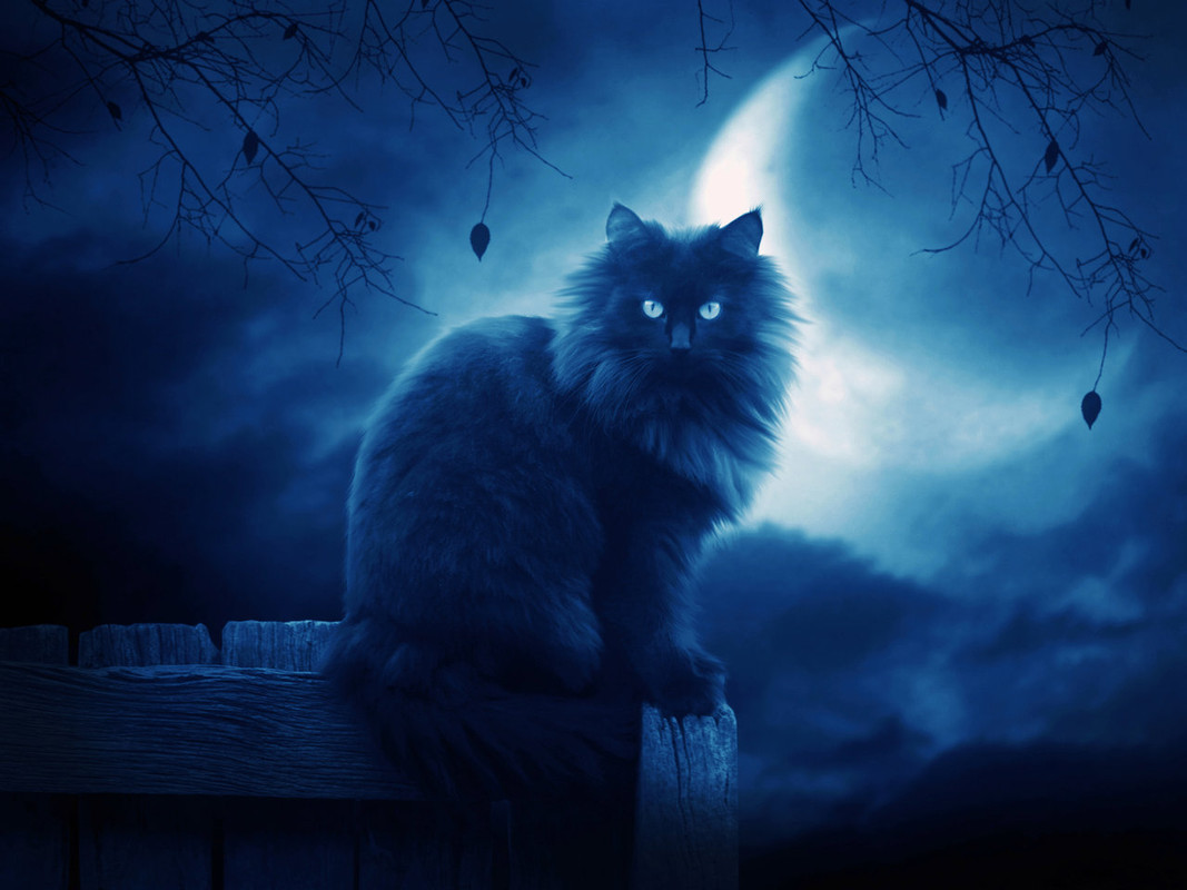 The-Black-Cat-II-by-moroka323