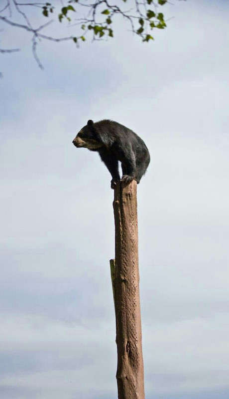 pole-bear.jpg