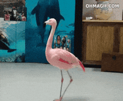 flamingdance-ezgif-com-speed.gif