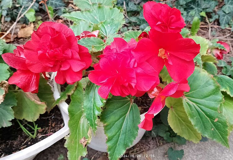 https://i.postimg.cc/jjCGLqp2/begonia-20241026.jpg