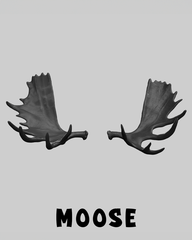 Moose Antlers