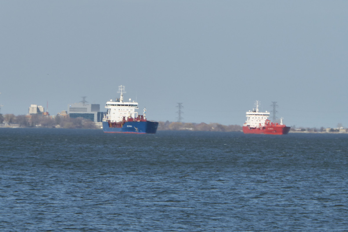 Hamilton 1 May Bro Agnes  Blacky  2018 (7)