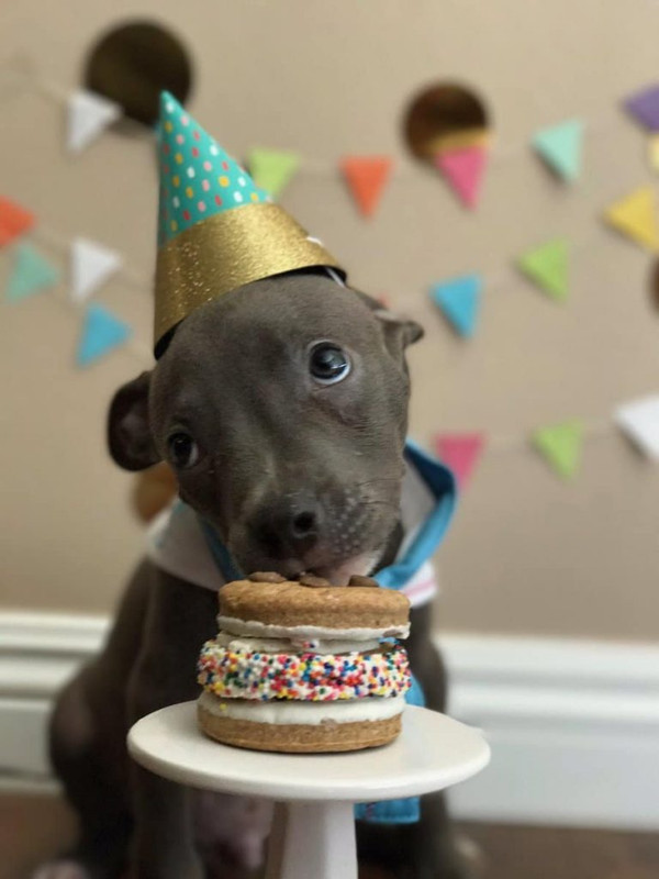 15 фотографий из соцсетей о жизни животных, которые сделают ваш день