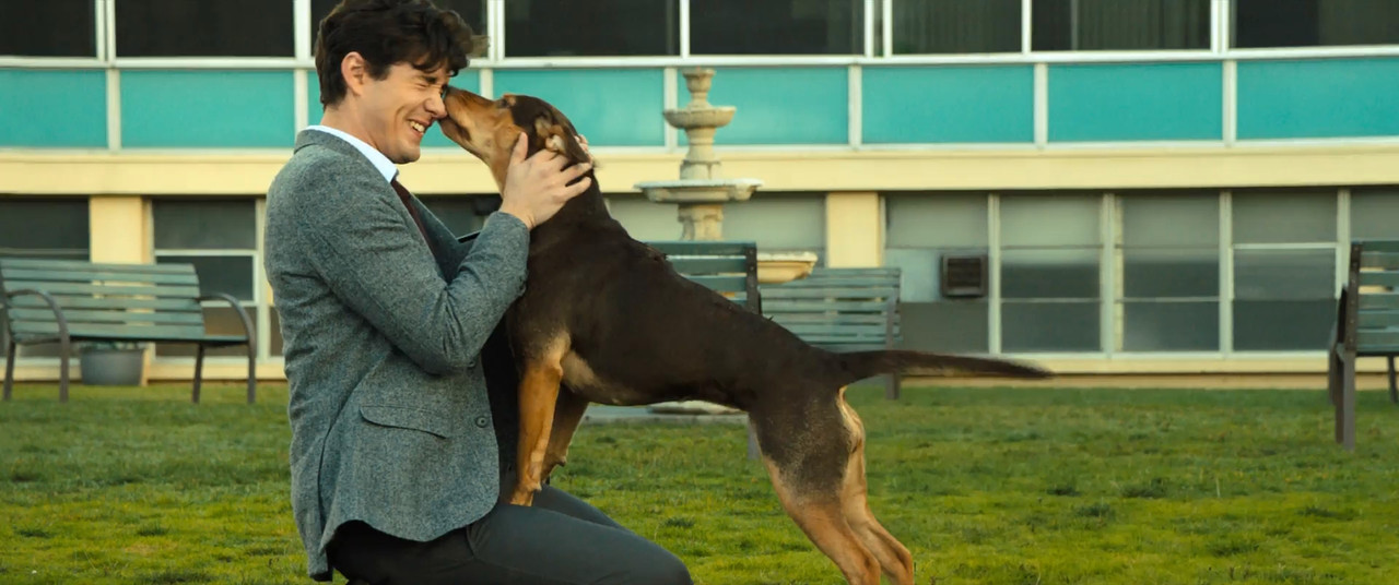 Download A Dog's Way Home