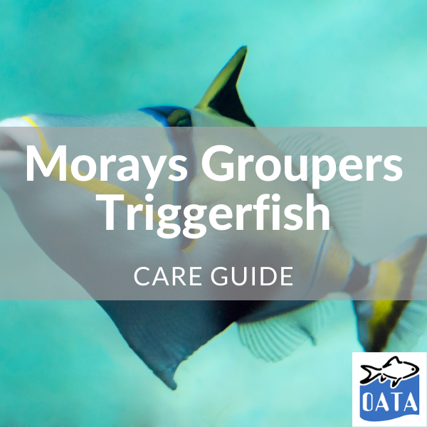 OATA Marine fish guide Morays... - Lincs Aquatics
