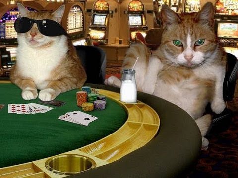 Funny cat meme by MidJourney