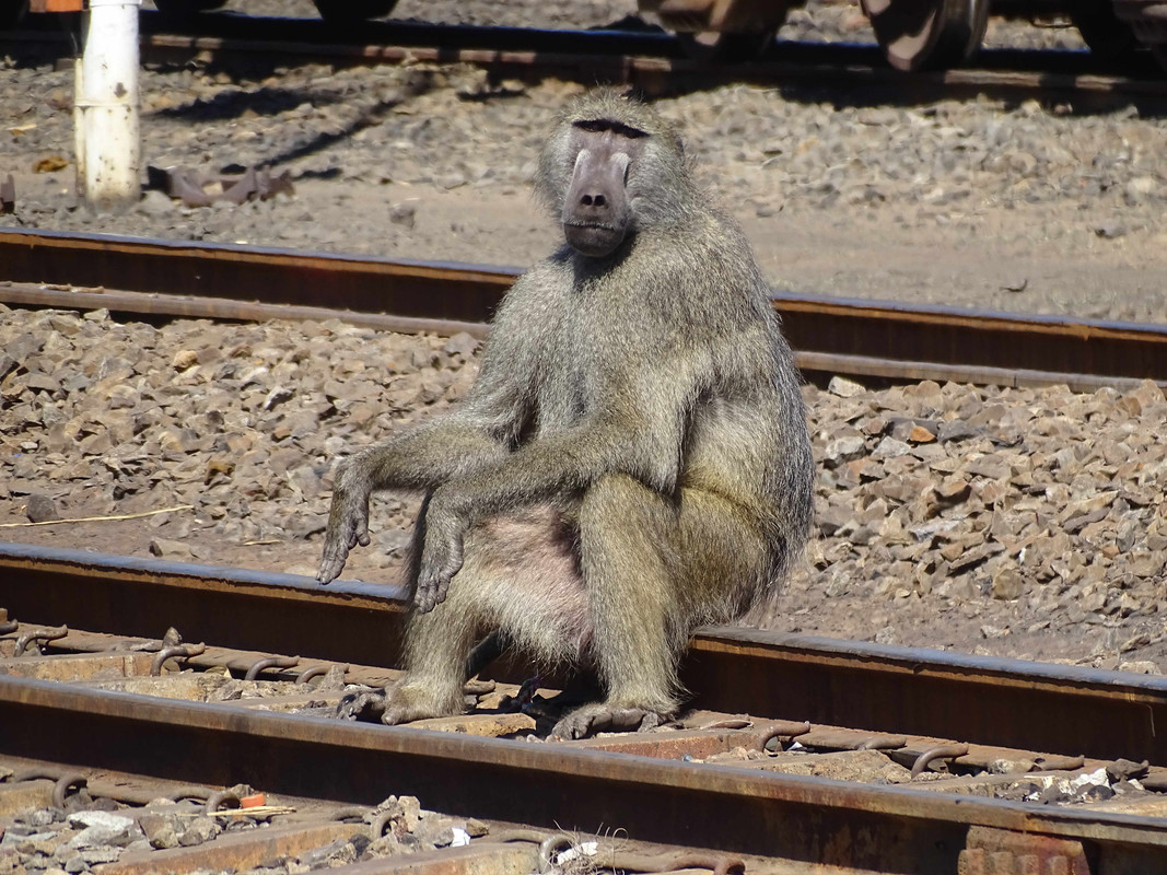 Babouin à Victoria Falls Station