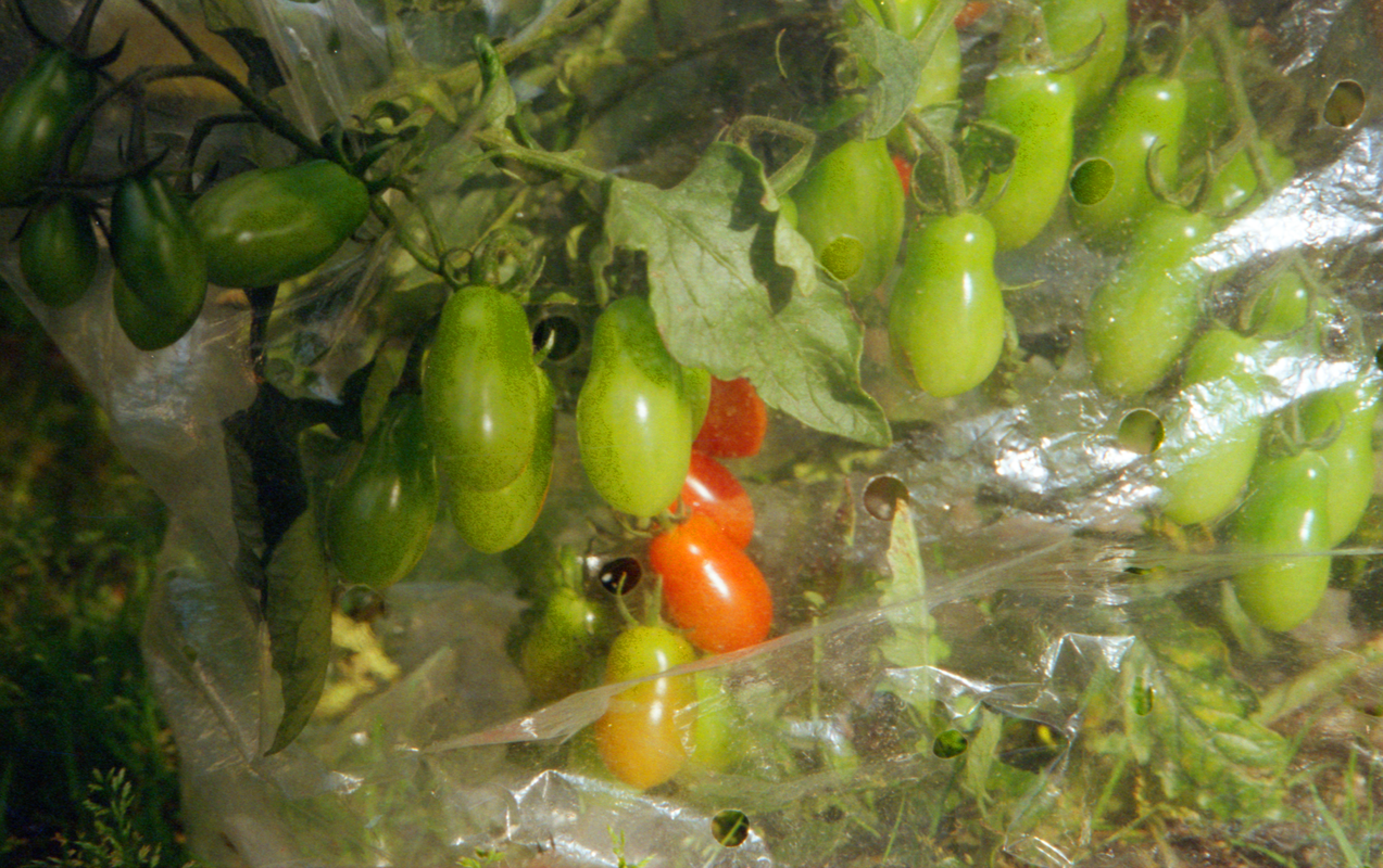 tomatoes