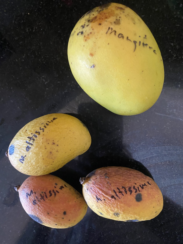 maltissimammangifera?
