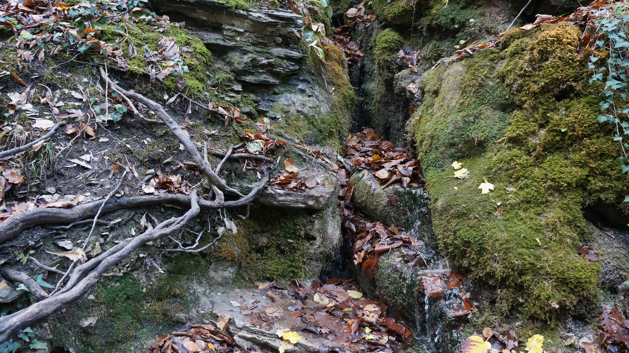 DSC09685.jpg