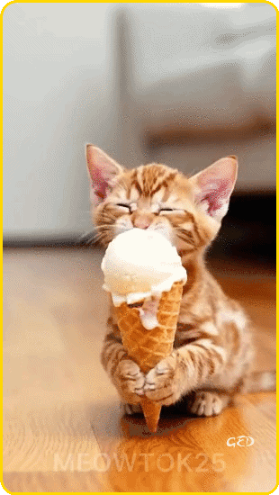 270526-chats-glace