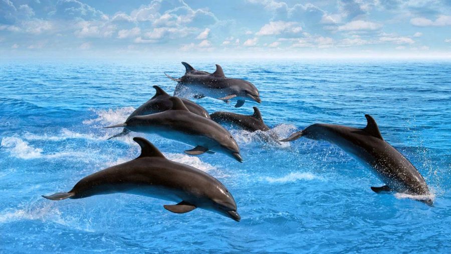 I delfini interagiscono con le reti energetiche del pianeta.