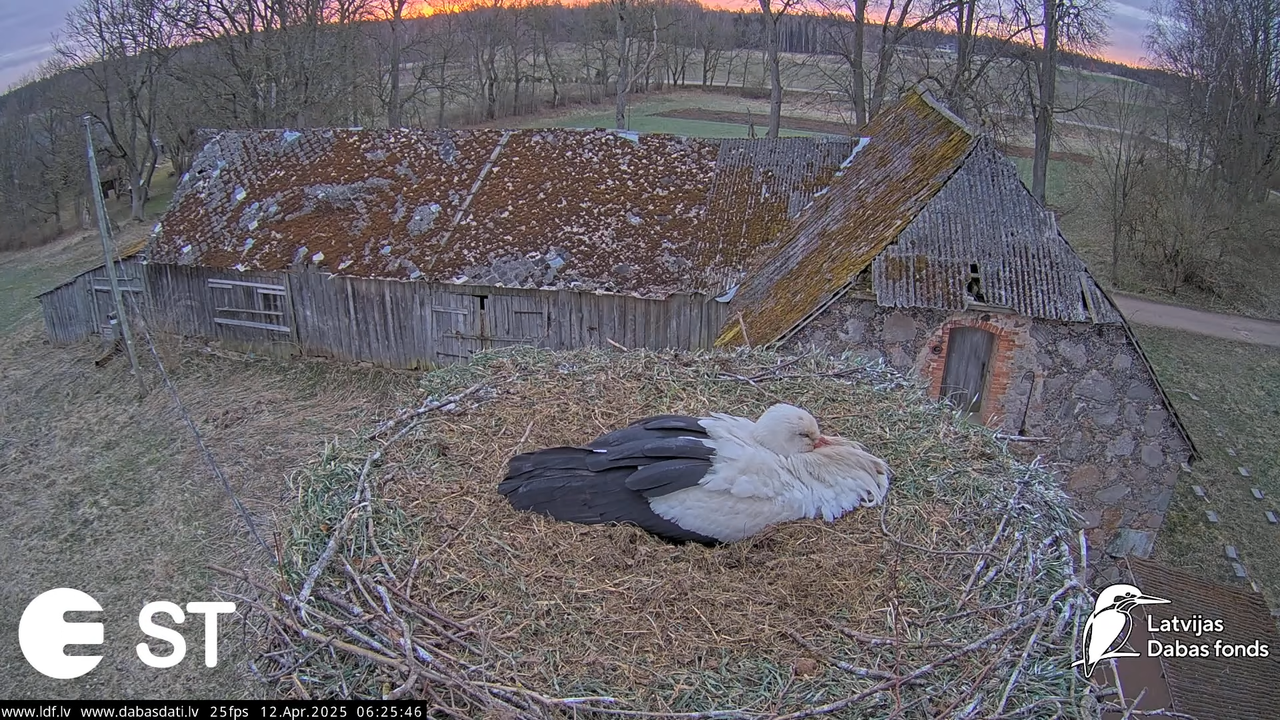 (3) Baltie stārķi (Ciconia ciconia) Tukuma novadā __ White storks in Tukums, Latvia - YouTube - 759_