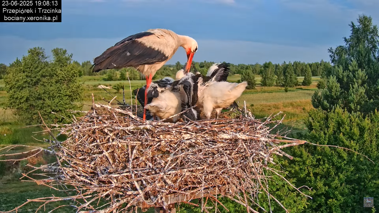 23062025bociany36