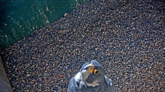 UW Oshkosh Peregrine - Pagina 3 Przechwytywanie-w-trybie-pe-noekranowym-28-11-2022-160251