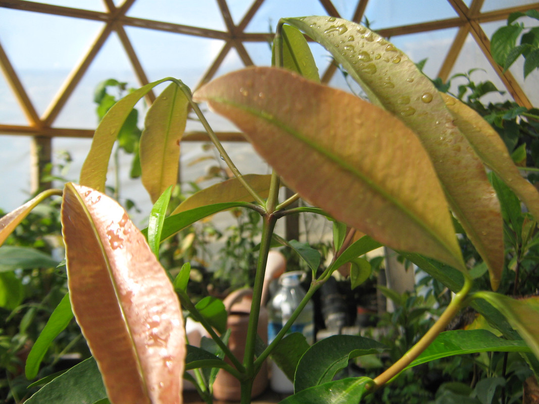 pacuri_garcinia_unknown_20150916T113642