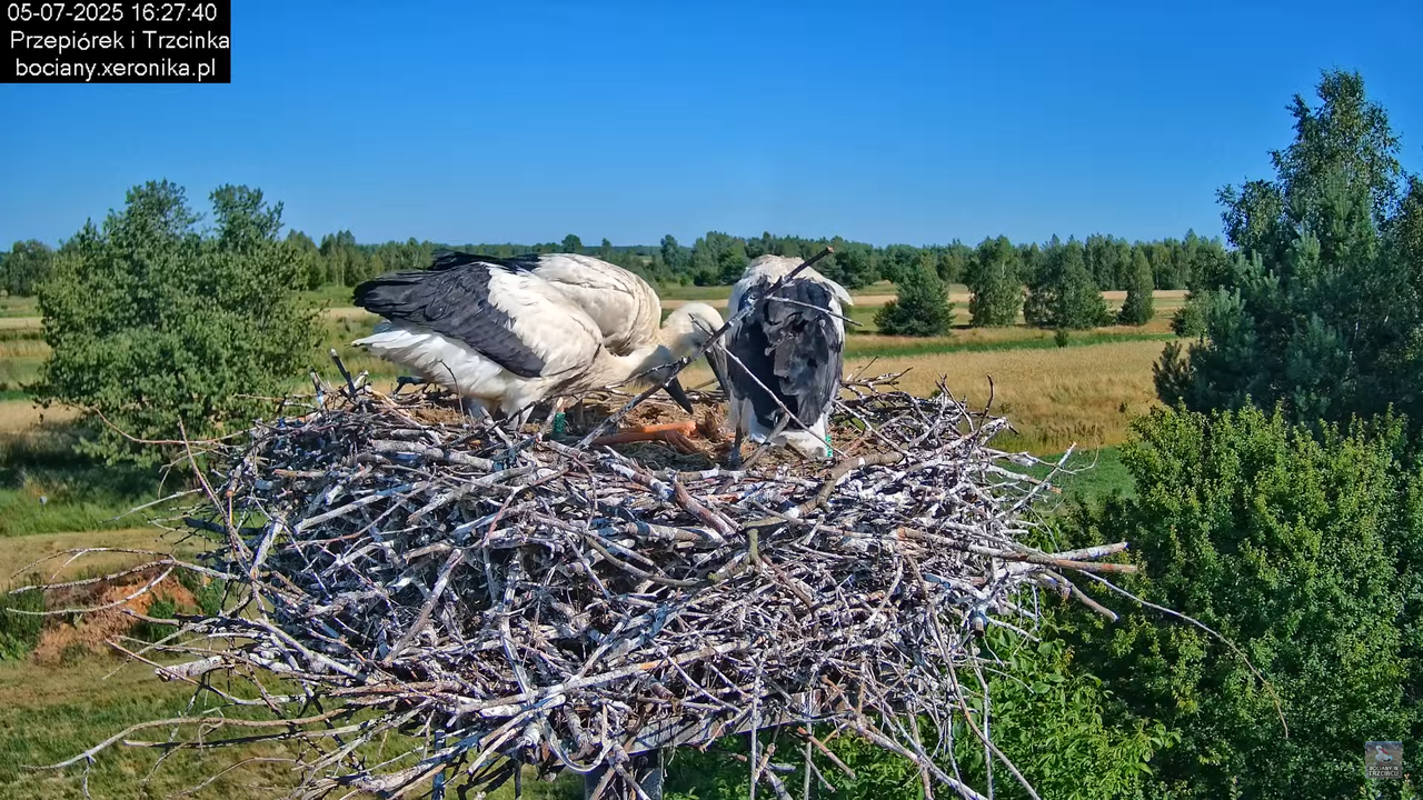 05072025bociany47