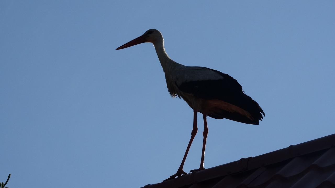 236 - DSC01630 (Czesio1)