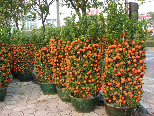 citrus 6
