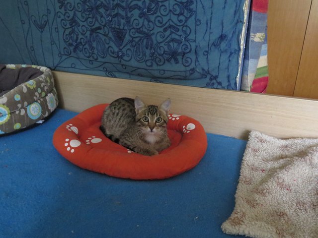 Slika