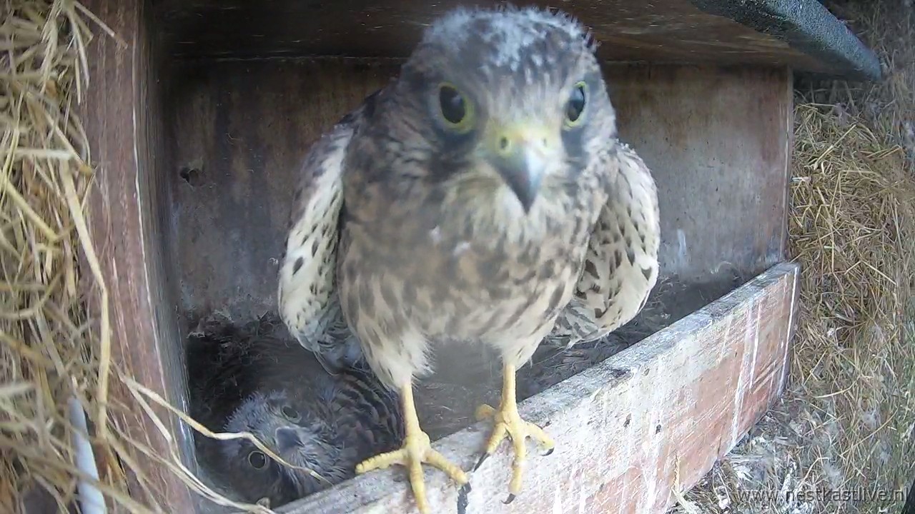 snapshot - 2025-07-04T163345.414