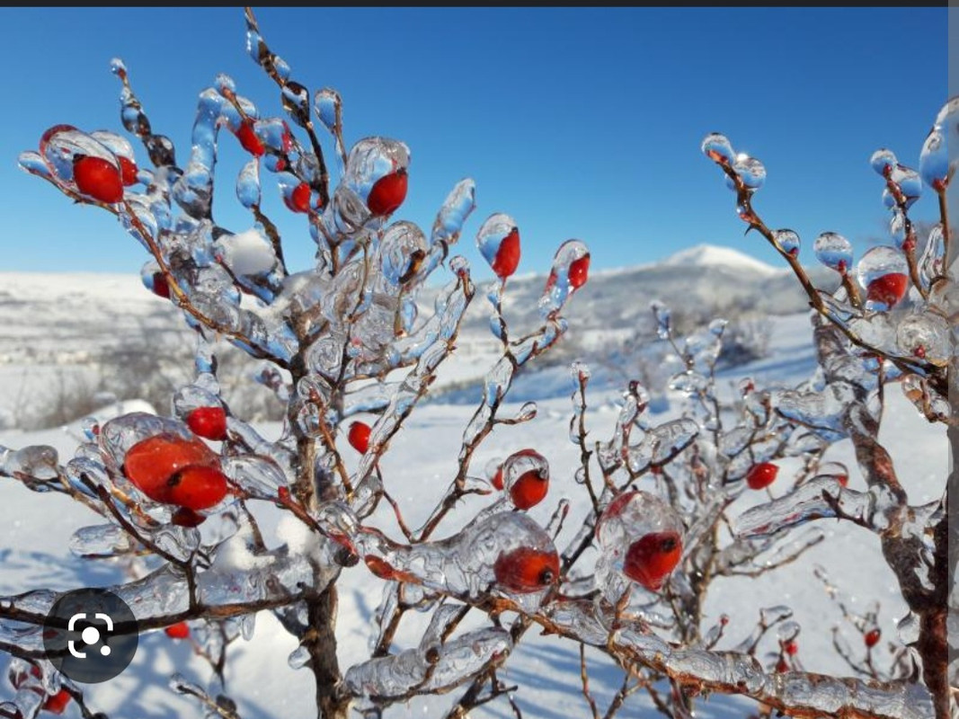 Screenshot_20221126-151037_Chrome