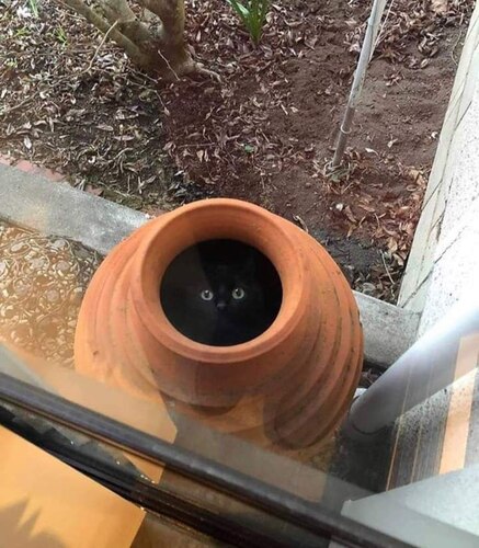 Fall_Cat_in_Pot