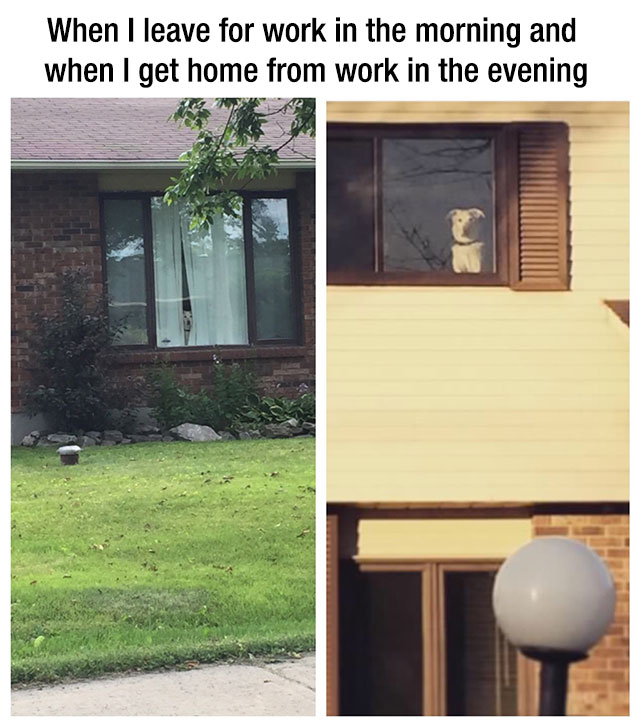 mans-best-friend-251