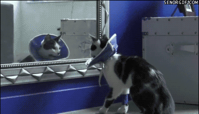gif-of-a-cat-reaction-to-her-new-outfit.gif