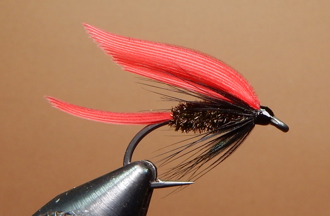 Grackle-1080.jpg