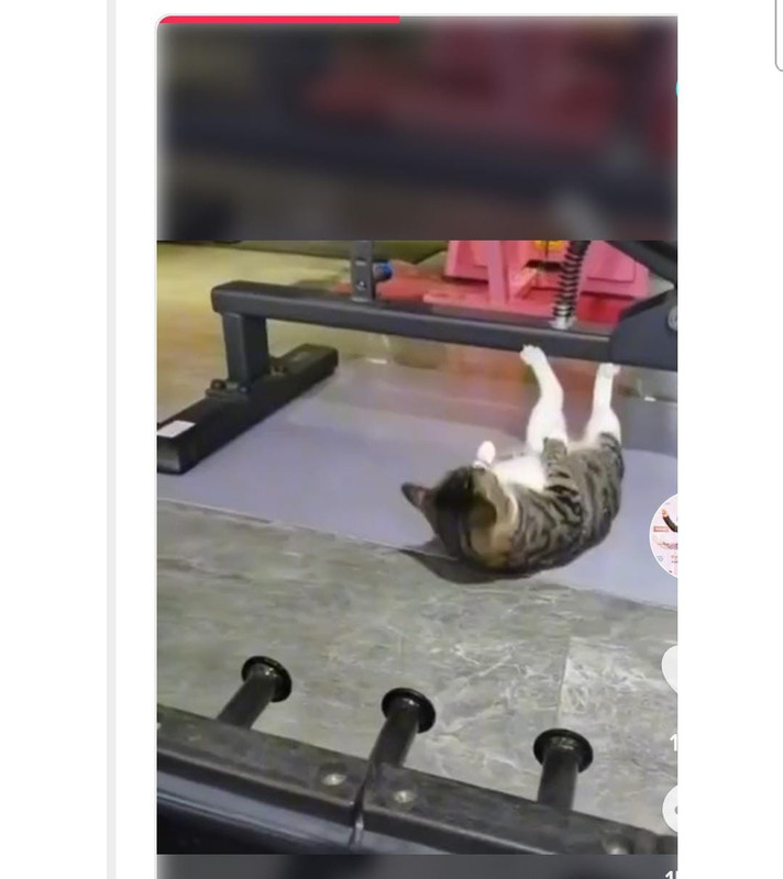 Video de gato haciendo ejercicios se volvió viral en TikTok