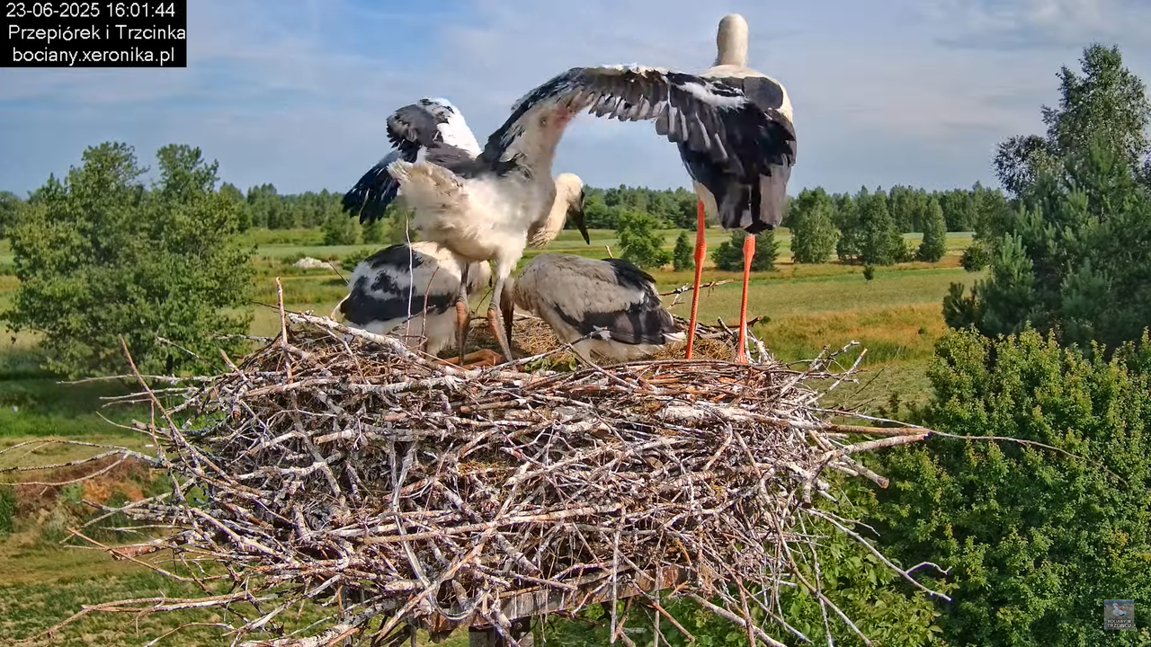 23062025bociany31