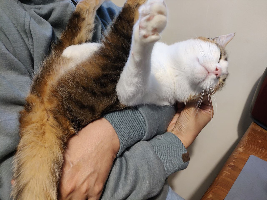 Tsuki