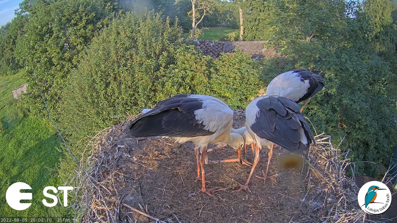 Baltie stārķi (Ciconia ciconia) Tukuma novadā - LDF tiešraide __ White storks in Tukums, Latvia 11-4