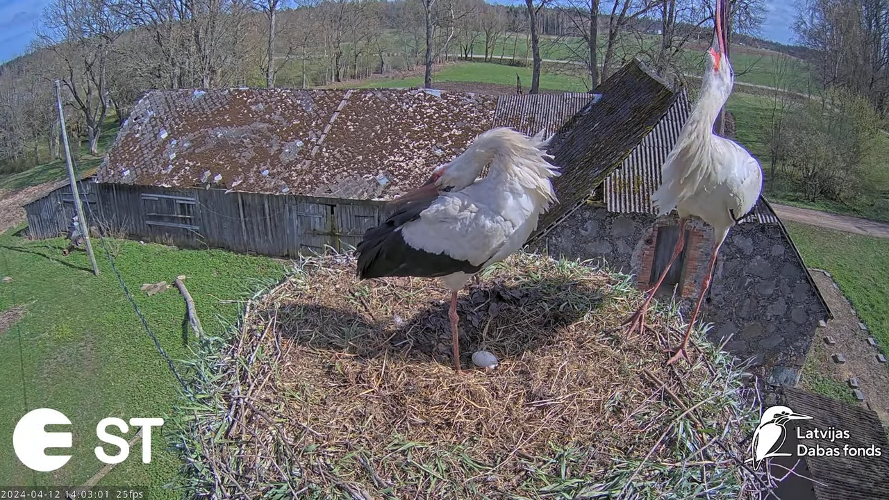 Baltie stārķi (Ciconia ciconia) Tukuma novadā - LDF tiešraide __ White storks in Tukums, Latvia 10-7