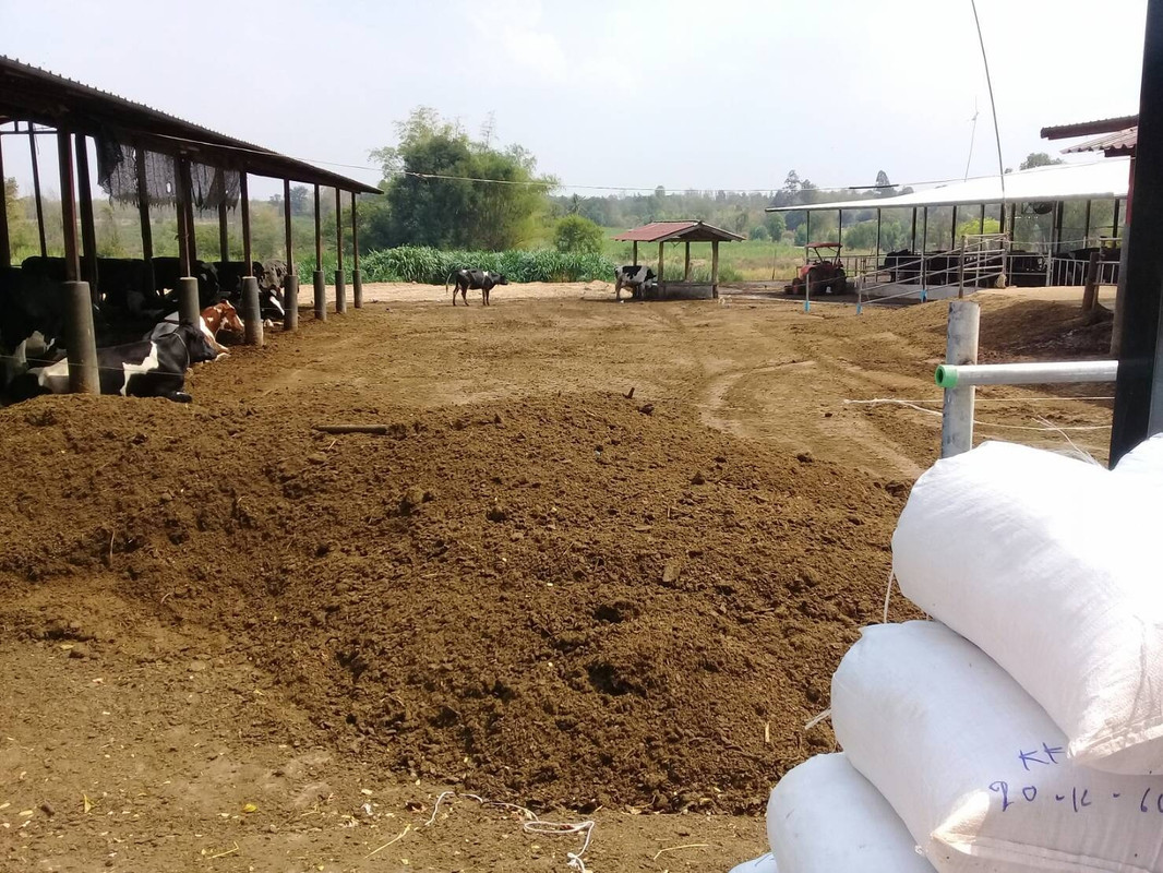 ขี้วัว_๒๐๐๙๒๕_2