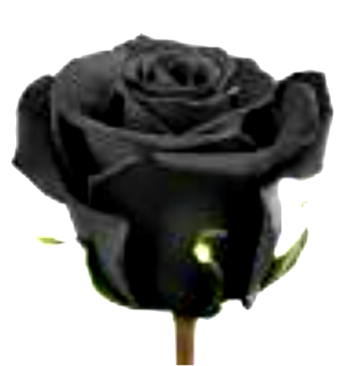 [Image: imageedit-1-6812059507.png]