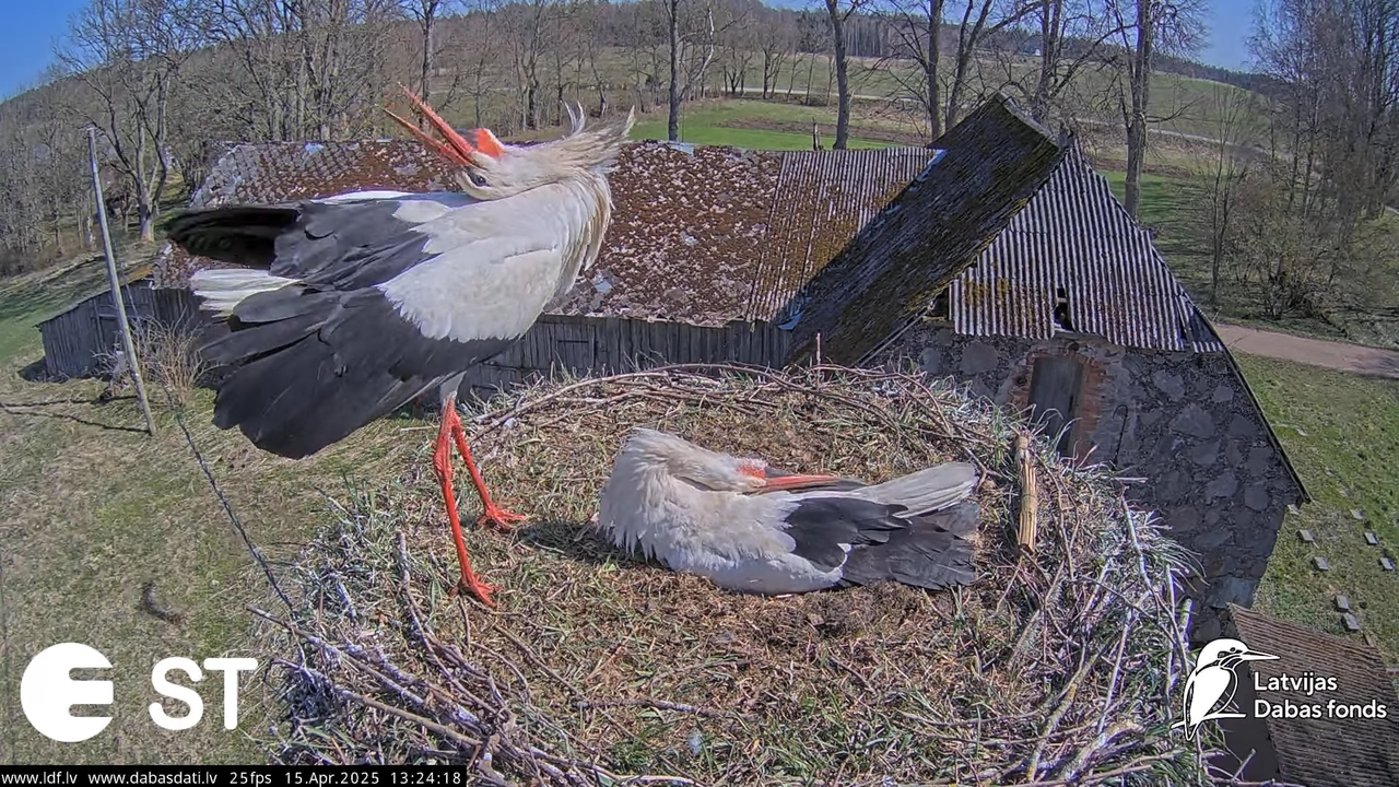 (15) Baltie stārķi (Ciconia ciconia) Tukuma novadā __ White storks in Tukums, Latvia - YouTube - 450
