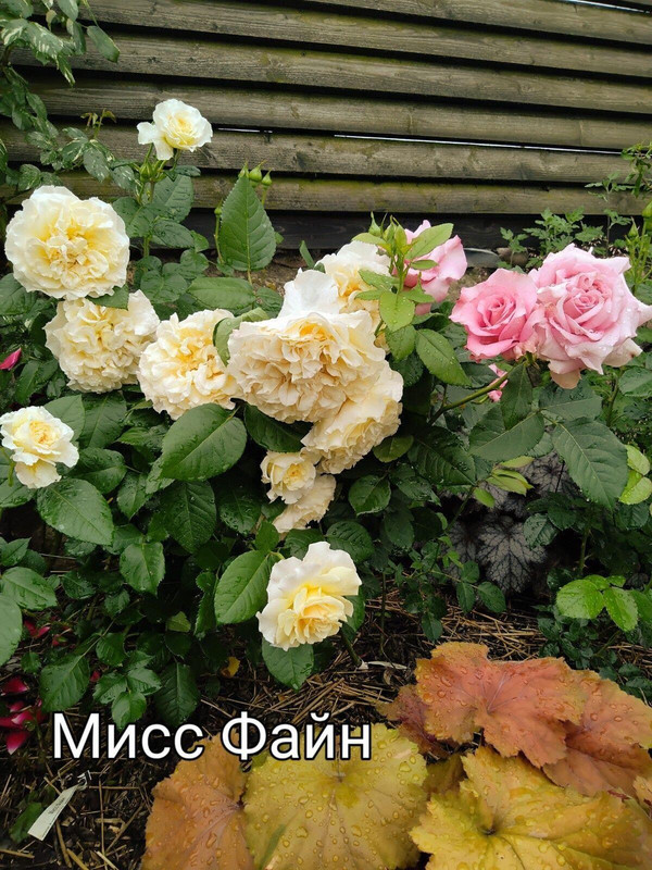 IMG_20250304_110834