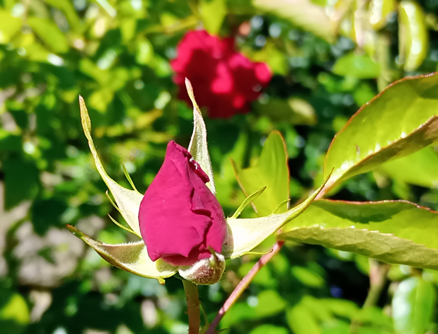 Rosenblüte 2026