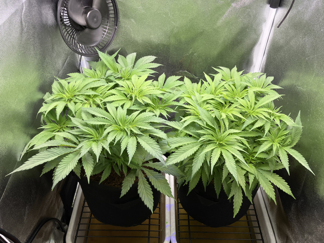 bIMG_1421 (abril 21 2023)