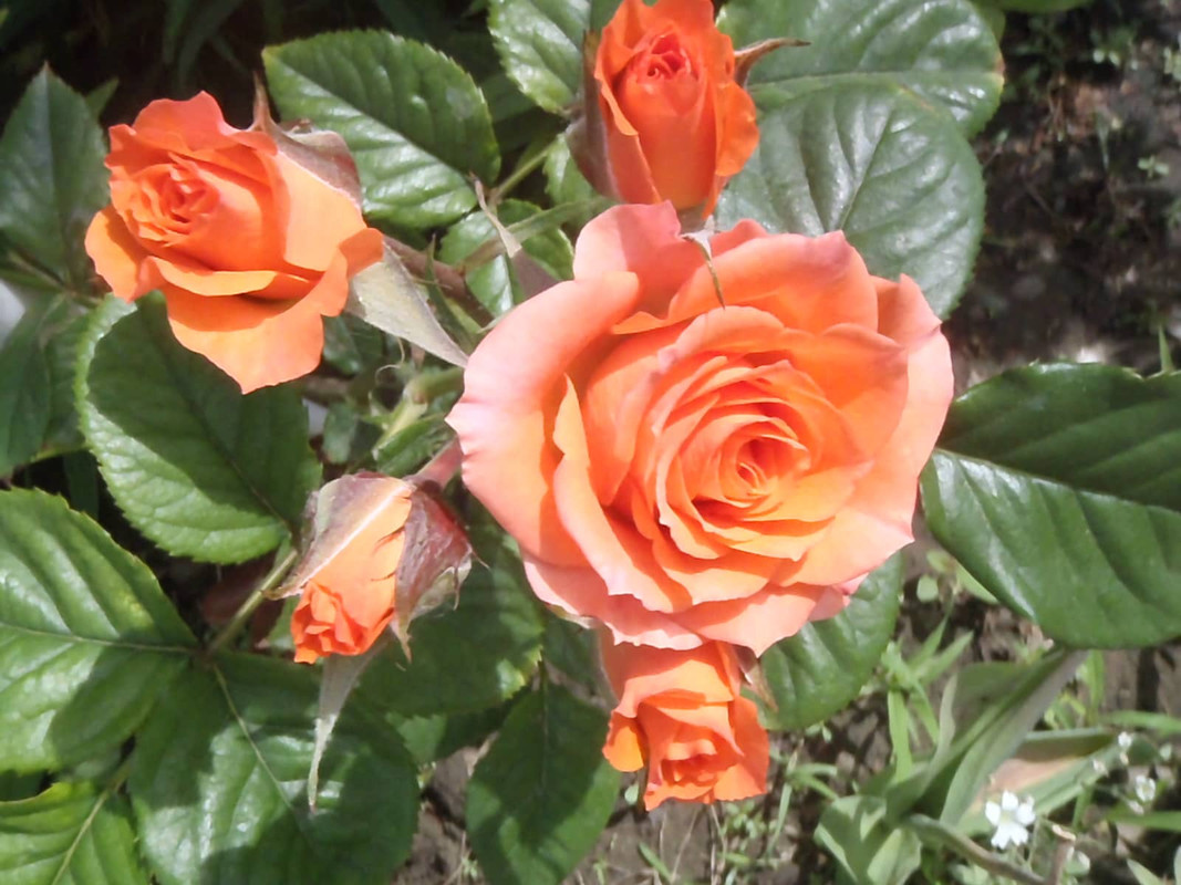 P5220297