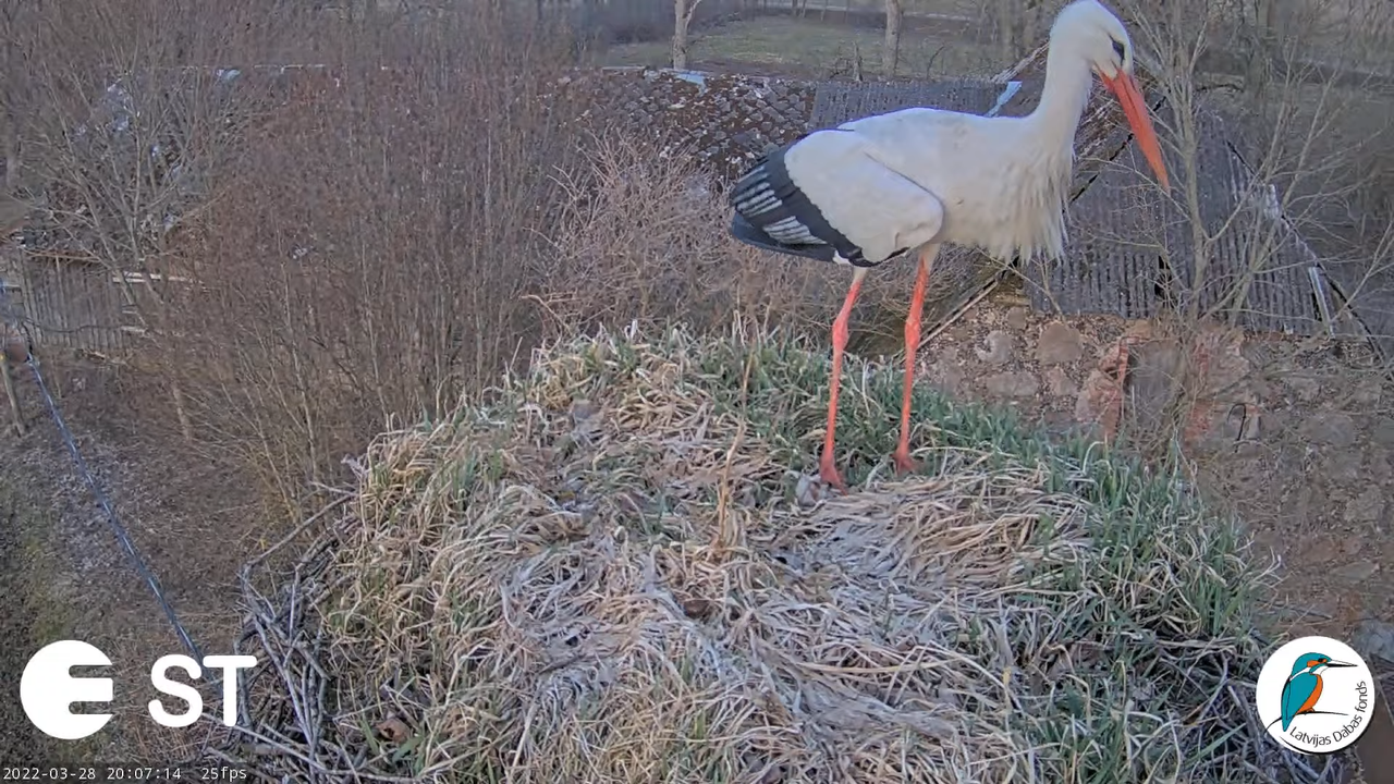Baltie stārķi (Ciconia ciconia) Tukuma novadā - LDF tiešraide __ White storks in Tukums, Latvia 9-13