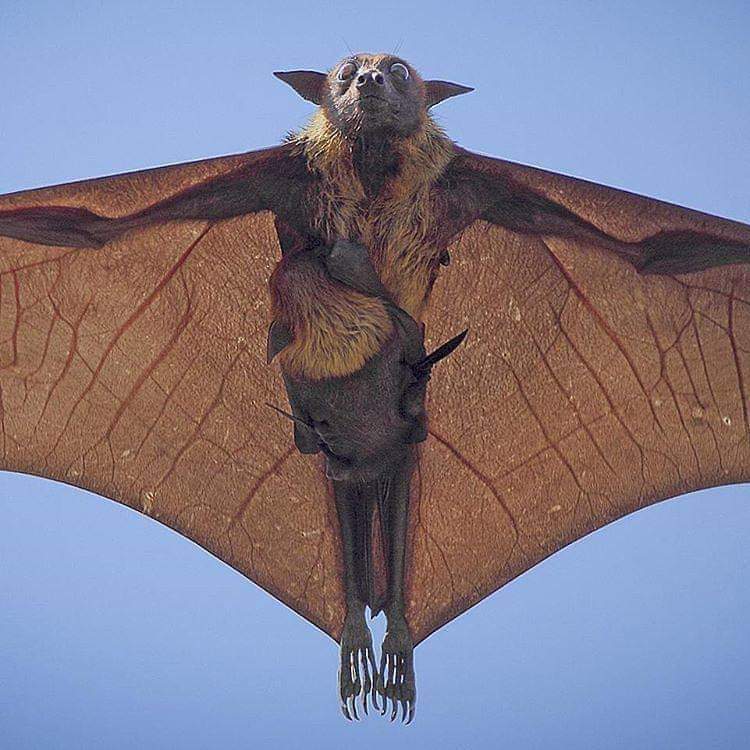 bat.jpg