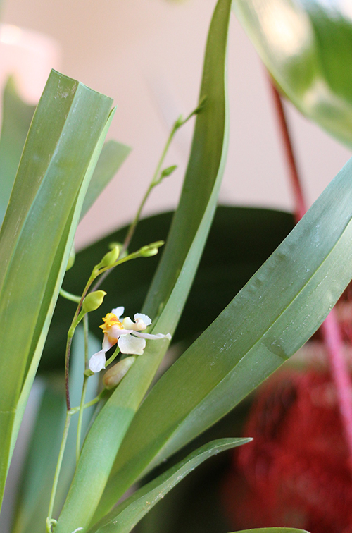 [Image: IMG-4188.jpg]