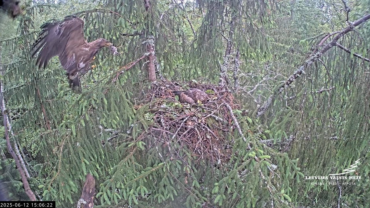 LVM mazais ērglis Lisiņa, egle2 – Lesser Spotted Eagle 12-3-32 screenshot